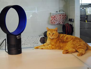 DYSON Donates "Air Multipliers" to Help Shelter Animals