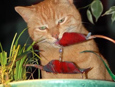 Thirsty Cat Fountains - Feng Shui, meet Healthy Cat